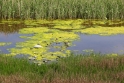 Stream Ireland